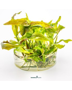 Cryptocoryne usteriana    - Plant It!